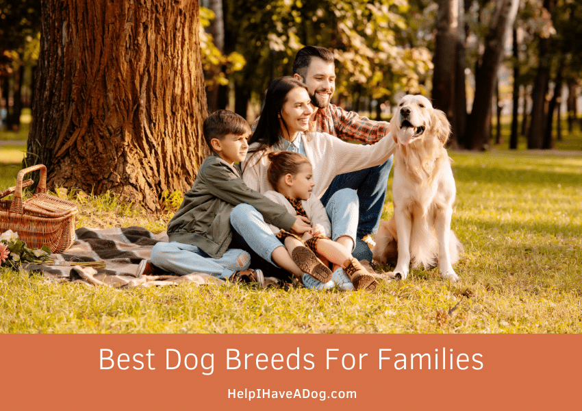 Featured image for a page about the best dog breeds for families.