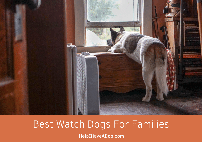 Featured image for a page about how to choose the best watch dog for families.