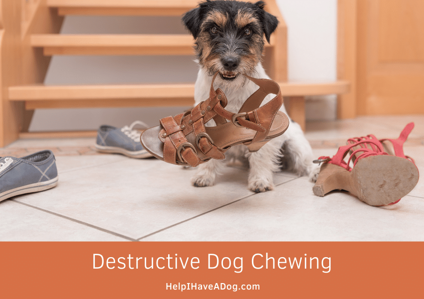 Featured image for a page about destructive dog chewing and how to stop it.
