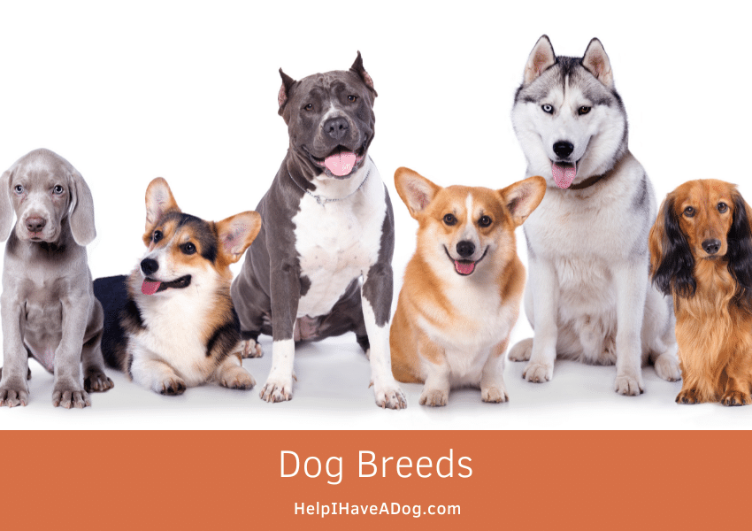 Featured image for a page of information about dog breeds.