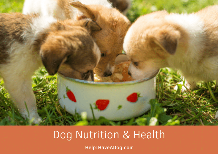 Featured image for a page about dog nutrition and health.
