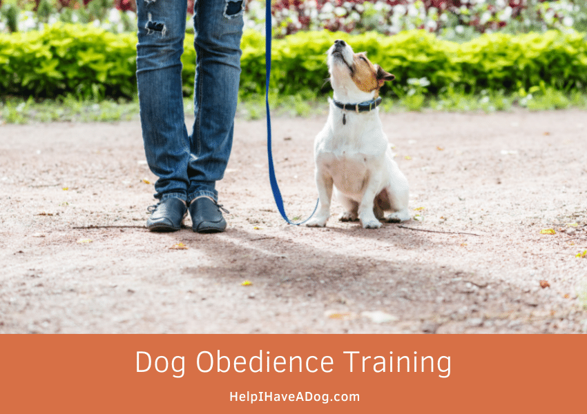 Featured image for a page about dog obedience training.