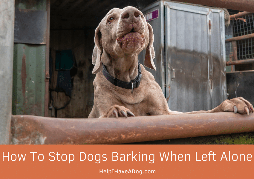 Featured image for a page about how to stop dogs barking when left alone.