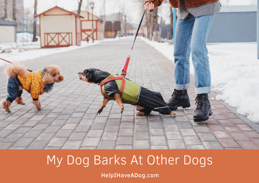 Featured image for a page about what to do when your dog barks at other dogs.