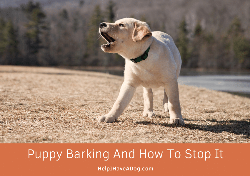Featured image for a page about how to stop puppy barking.