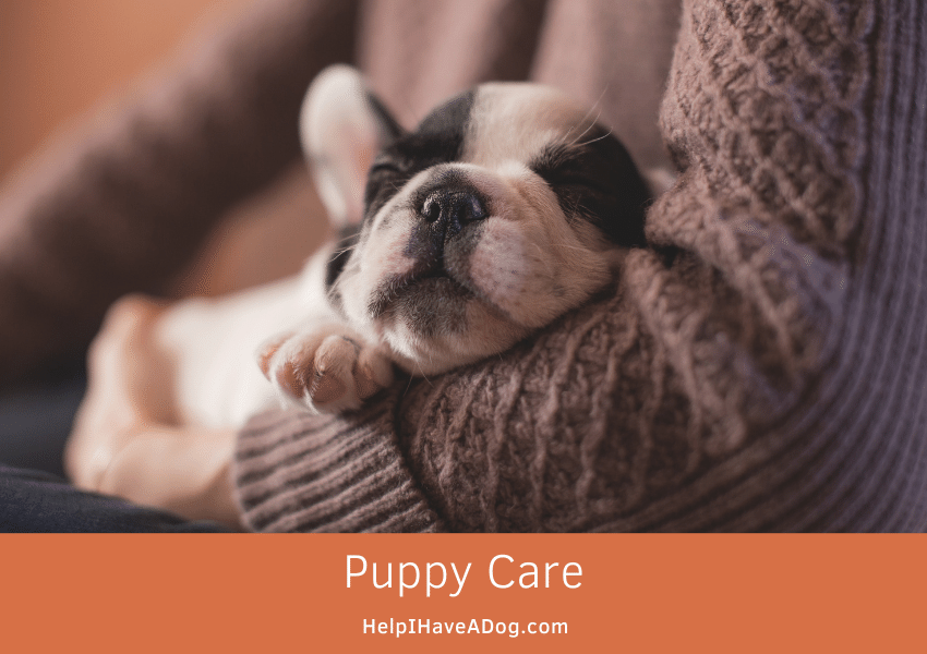 Featured image for a page about puppy care.