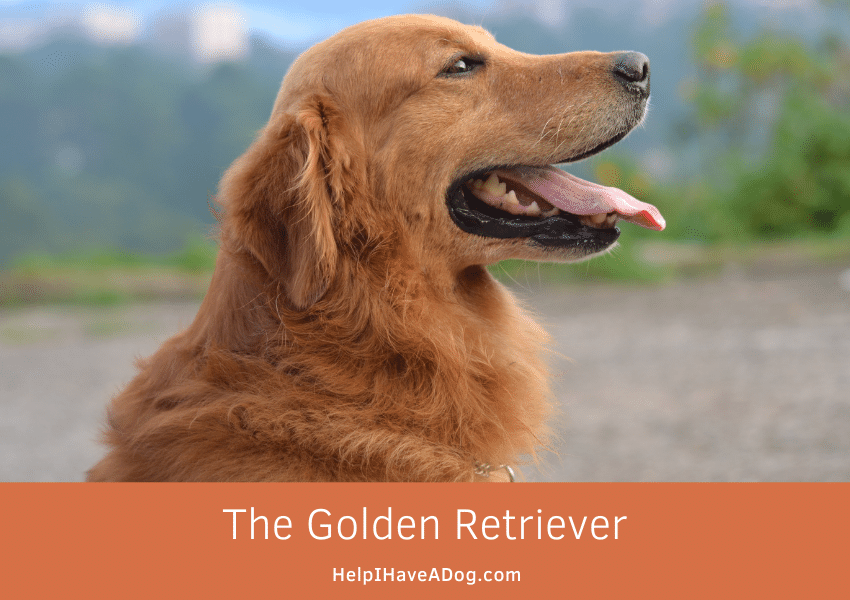 Featured image for a page about the Golden Retriever dog breed.
