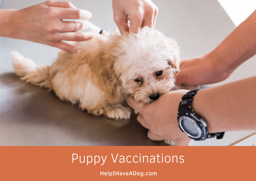 Featured image for an article about puppy vaccinations schedule and advice.