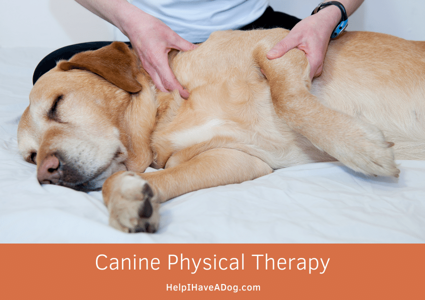 Featured image for a page about canine physical therapy.